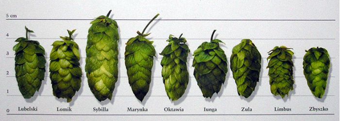 Odmiany_szyszek_chmielowych.jpeg